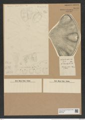 Aulacodiscus janischii Grove et Sturt (de-Toni-Nr.: Genus 182, Species 4539) Zeichnungen Sammlung Grunow Nr. 8139 (NHMW-BOT-W0377494)